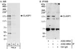Detection of human CLASP1 by western blot and immunoprecipitation.