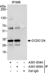 Detection of human CCDC124 by western blot of immunoprecipitates.