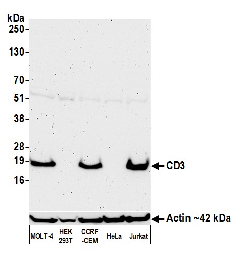 Mouse anti-CD3E Monoclonal Antibody [UCHT1]
