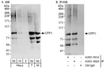 Detection of human and mouse CFP1 by western blot (h and m) and immunoprecipitation (h).