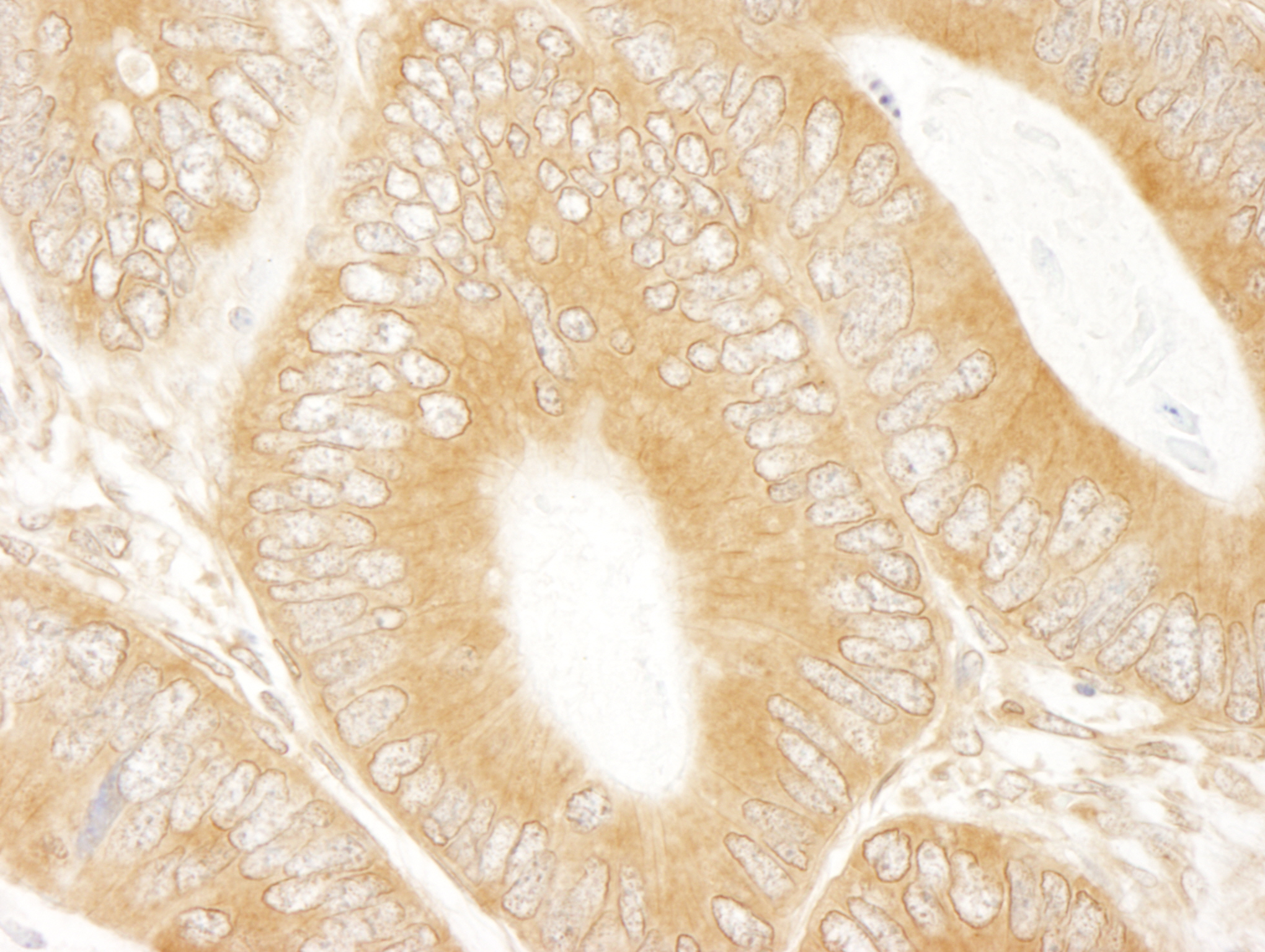 Rabbit anti-ABC50 IHC Antibody