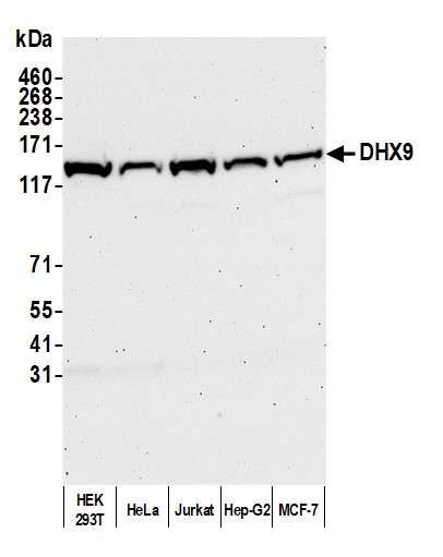 Detection of human DHX9 by western blot.