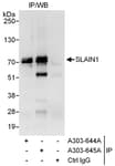 Detection of human SLAIN1 by western blot of immunoprecipitates.