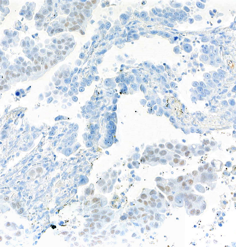 Mouse anti-SOX2 Monoclonal Antibody [BC36]