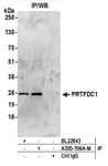 Detection of human PRTFDC1 by western blot of immunoprecipitates.