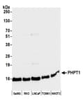 Detection of human PHPT1 by western blot.