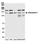 Detection of human and mouse Intersectin-1 by western blot.
