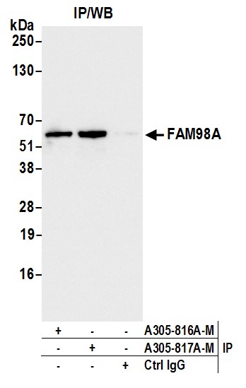 Detection of human FAM98A by western blot of immunoprecipitates.