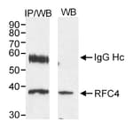 Detection of human RFC4 (aka RFC37) by western blot and immunoprecipitation.