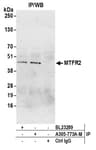 Detection of human MTFR2 by western blot of immunoprecipitates.