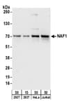Detection of human NAF1 by western blot.