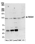 Detection of human and mouse RASA1 by western blot.