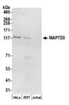 Detection of human MAP7D3 by western blot.