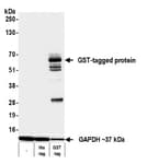 Detection of GST-tagged protein by western blot.