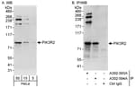 Detection of human PIK3R2 by western blot and immunoprecipitation.