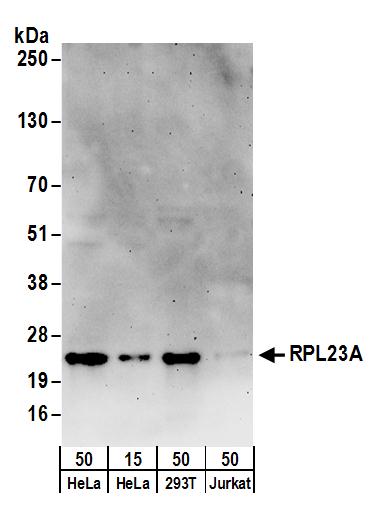 Detection of human RPL23A by western blot.