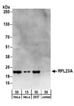 Detection of human RPL23A by western blot.