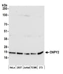 Detection of human and mouse CNPY2 by western blot.