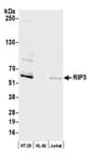 Detection of human RIP3 by western blot.