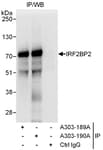 Detection of human IRF2BP2 by western blot of immunoprecipitates.