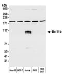 Detection of human Bcl11b by western blot.