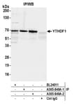 Detection of human YTHDF1 by western blot of immunoprecipitates.