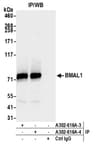 Detection of human BMAL1 by western blot of immunoprecipitates.
