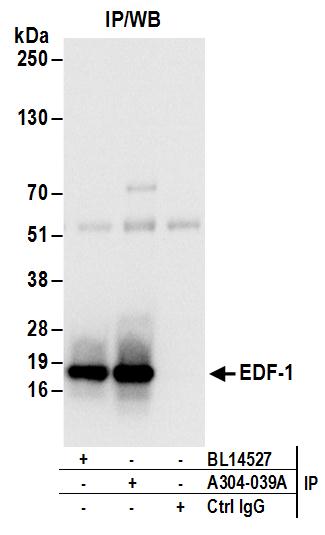 Detection of human EDF-1 by western blot of immunoprecipitates.