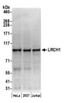 Detection of human LRCH1 by western blot.
