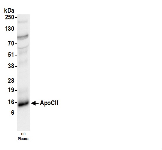 Rabbit anti-Human ApoCII Antibody