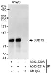 Detection of human BUD13 by western blot of immunoprecipitates.