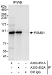 Detection of human PSMD1 by western blot of immunoprecipitates.