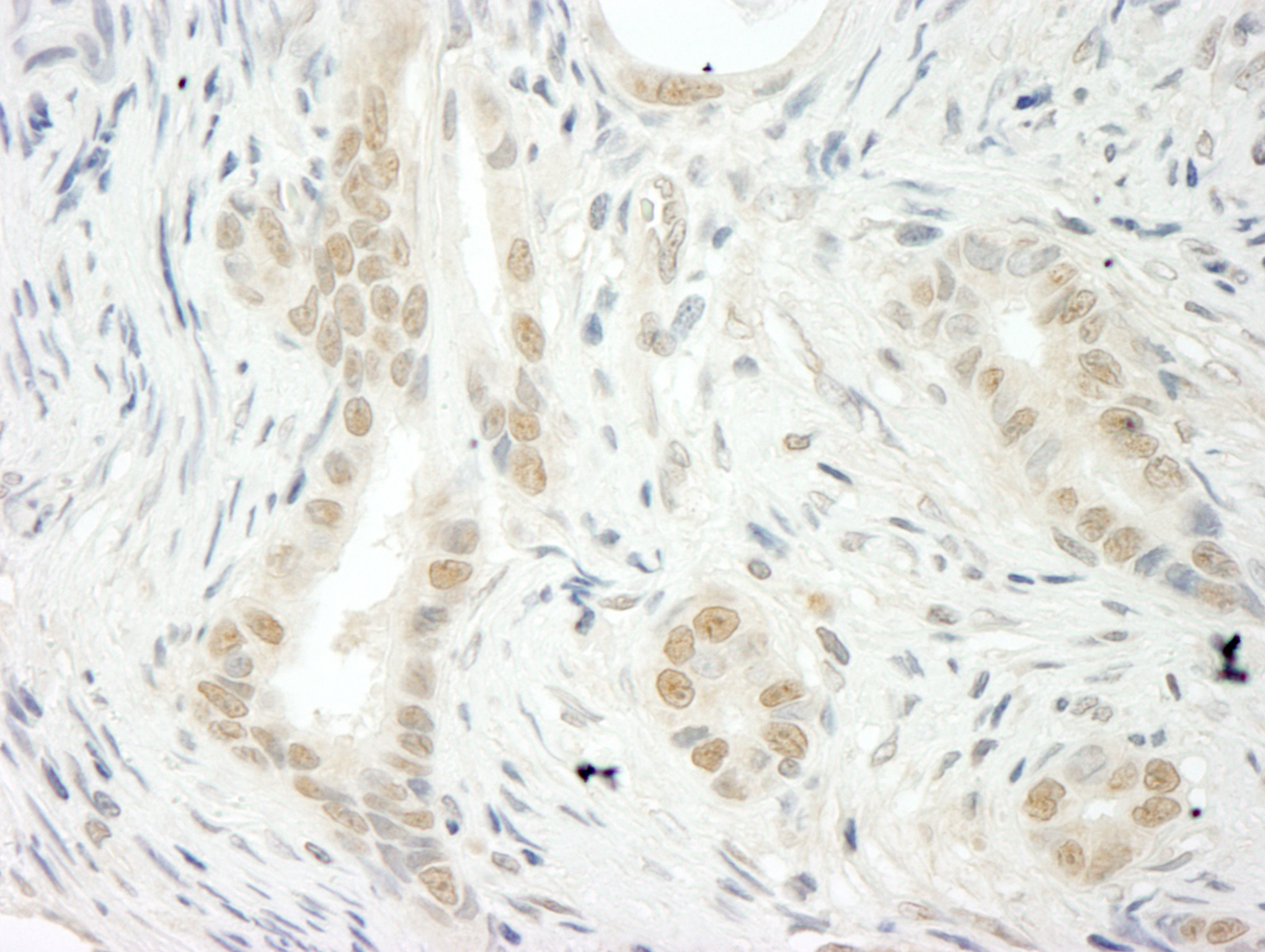 Rabbit anti-THOC5 IHC Antibody