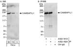 Detection of human CAMSAP1L1 by western blot and immunoprecipitation.