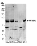 Detection of human and mouse MTSS1L by western blot.