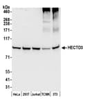 Detection of human and mouse HECTD3 by western blot.