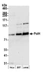 Detection of human PolH by western blot.