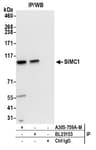 Detection of human SIMC1 by western blot of immunoprecipitates.