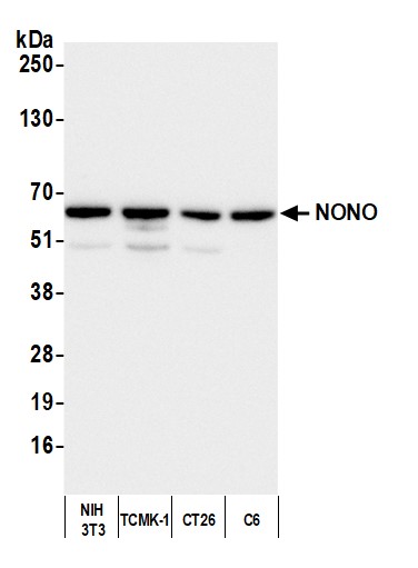 Detection of mouse and rat NONO by western blot.
