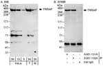 Detection of human and mouse TRRAP by western blot (h&amp;m) and immunoprecipitation (h).