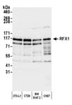 Detection of mouse RFX1 by western blot.