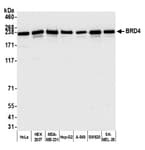 Detection of human BRD4 by western blot.