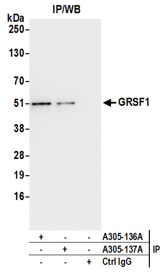 Detection of human GRSF1 by western blot of immunoprecipitates.