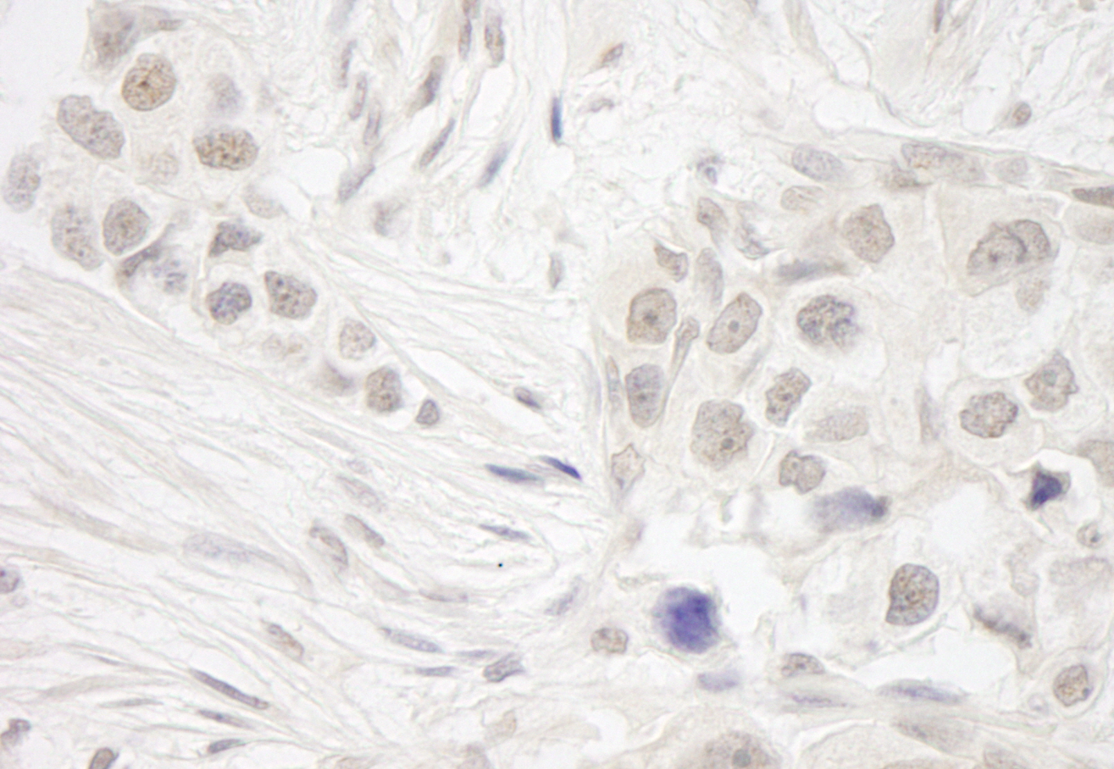 Rabbit anti-DC8 IHC Antibody