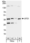 Detection of human UFD1 by western blot.