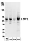 Detection of human ASCT2 by western blot.