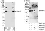 Detection of human RNF40 by western blot and immunoprecipitation.
