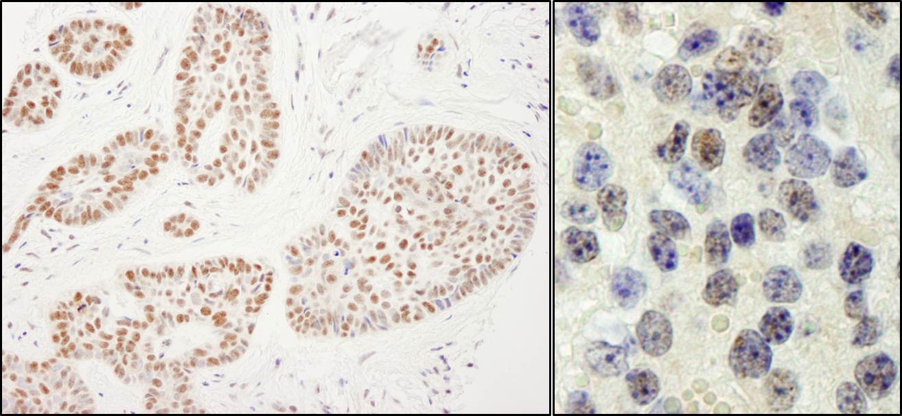 Detection of human and mouse RTF1 by immunohistochemistry.