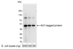 Detection of AU1-tagged protein by western blot.