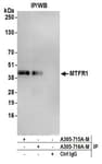Detection of human MTFR1 by western blot of immunoprecipitates.